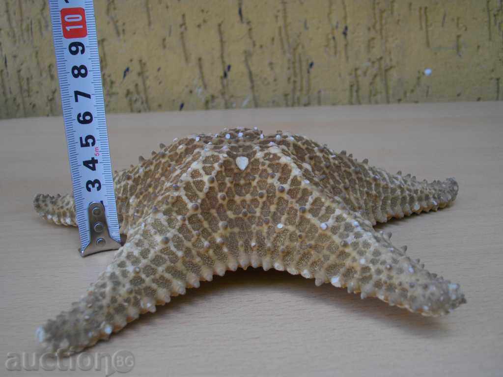 Delivery of Star Sea - 2