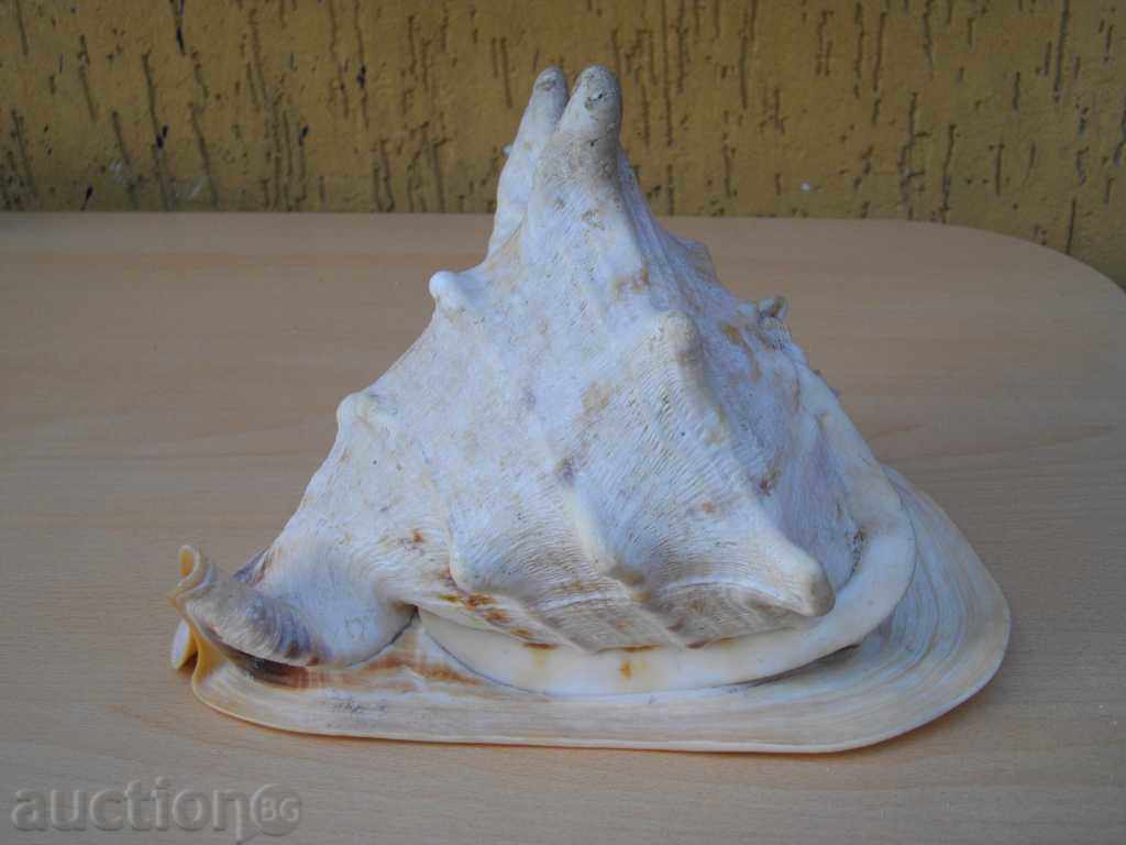 Rakovina - 1 with price 100.00 BGN | € 51.13