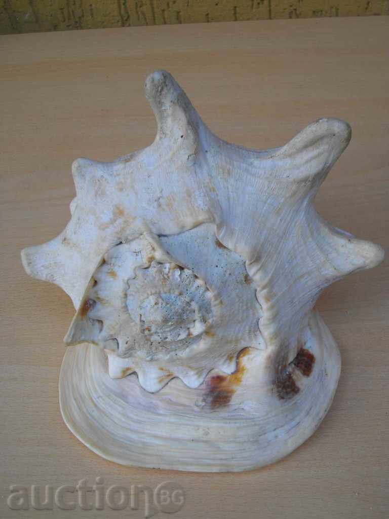 Auction  Rakovina - 1