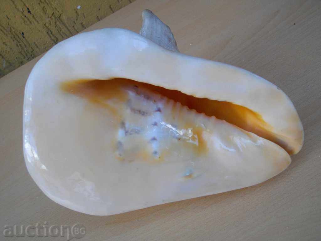 Delivery of Rakovina - 1