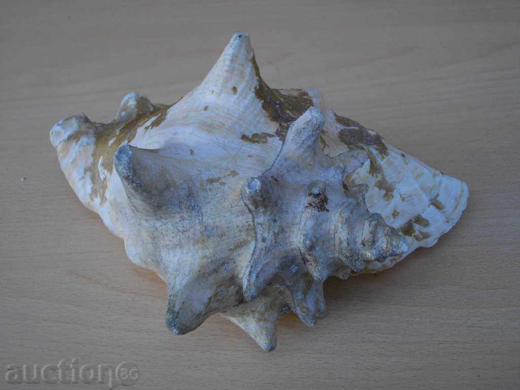 Раковина - 2 с цена 45.00 лв. | € 23.01 Раковина - 2 с цена 45.00 лв. | € 23.01