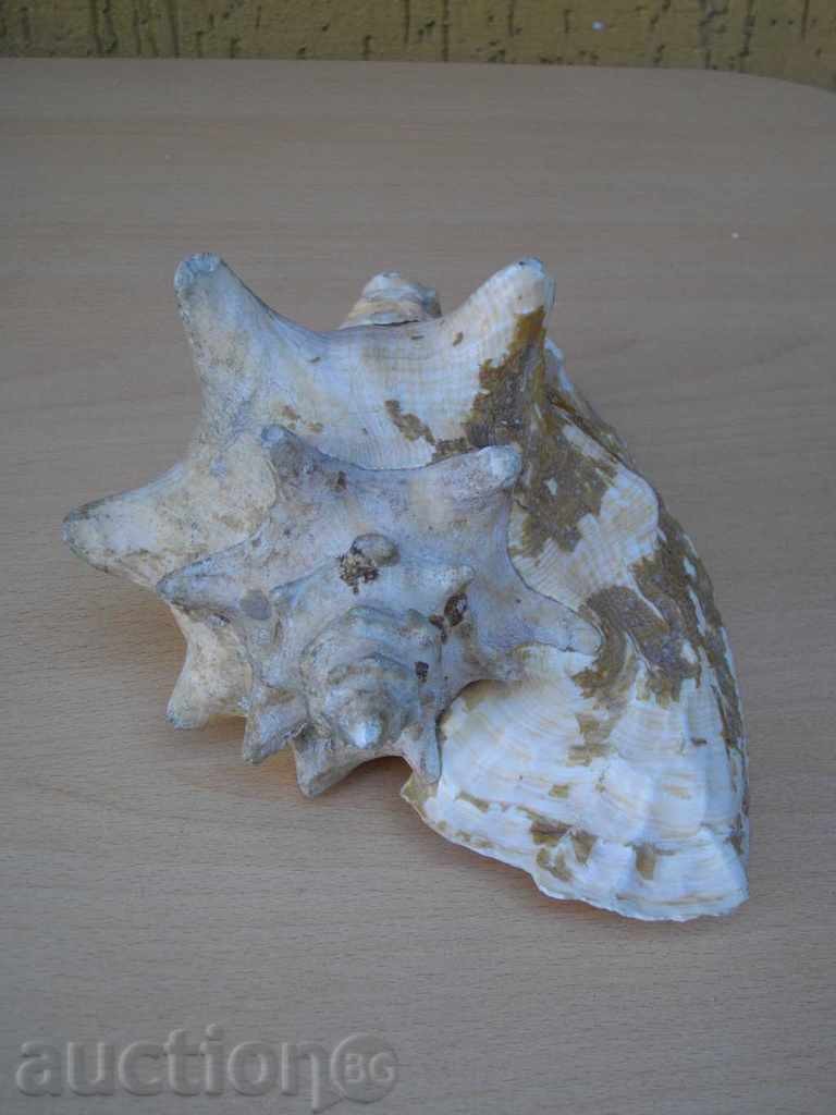 Аукцион Раковина - 2 Аукцион Раковина - 2