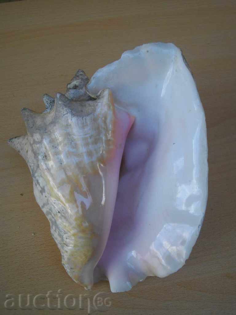 Доставка на Раковина - 2 Доставка на Раковина - 2