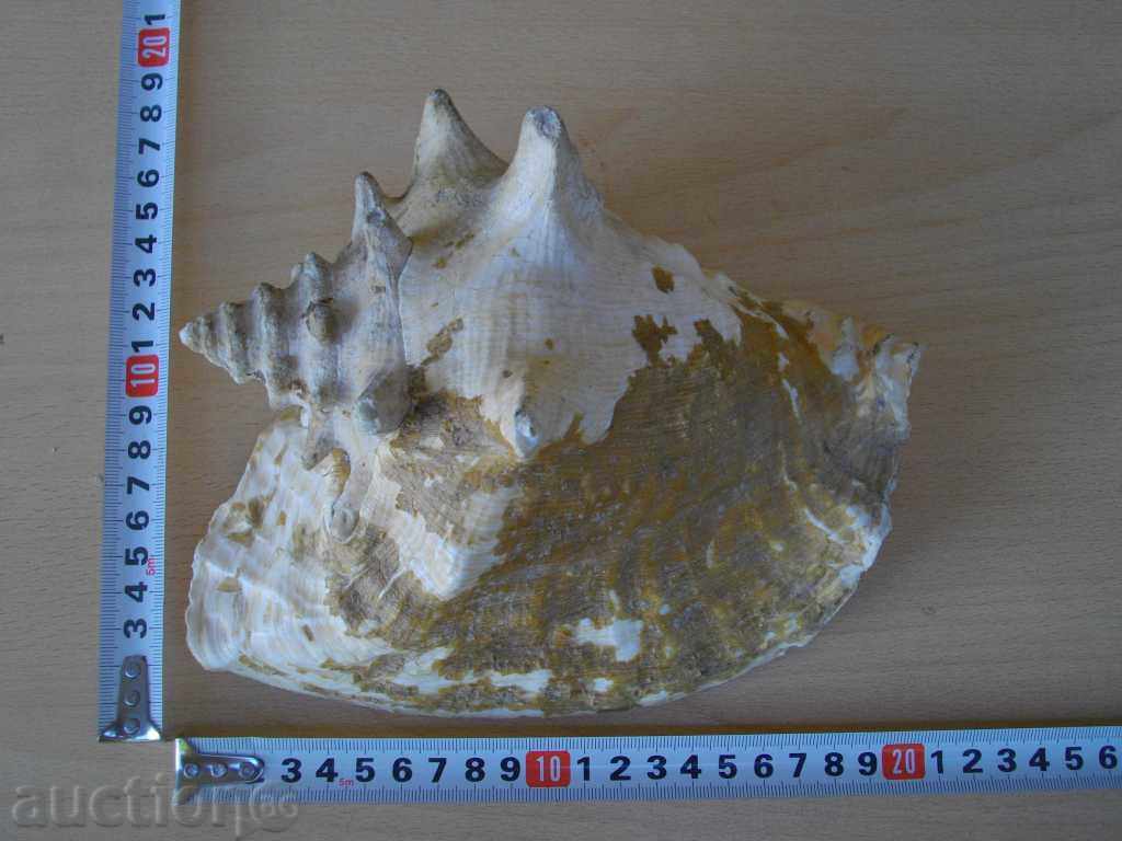 Раковина - 2 - 5 Раковина - 2 - 5