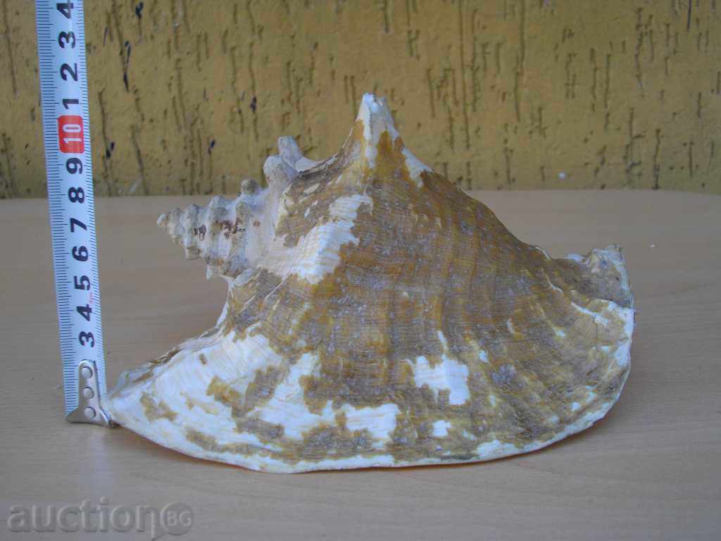 Раковина - 2 - 6 Раковина - 2 - 6