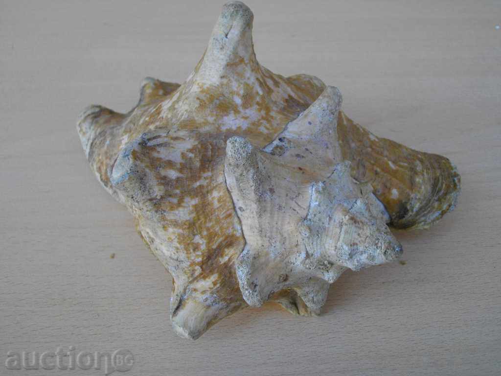 Rakovina - 3 with price 45.00 BGN | € 23.01 Rakovina - 3 with price 45.00 BGN | € 23.01