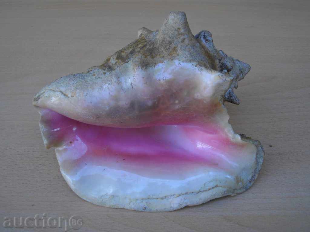 Auction Rakovina - 3 Auction Rakovina - 3