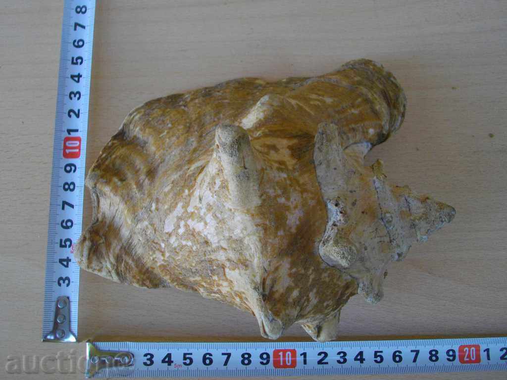 Delivery of Rakovina - 3 Delivery of Rakovina - 3