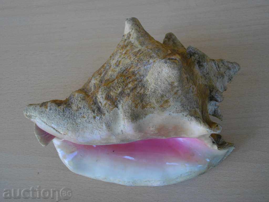 Rakovina - 3 - 5 Rakovina - 3 - 5