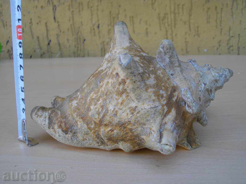 Rakovina - 3 - 6 Rakovina - 3 - 6