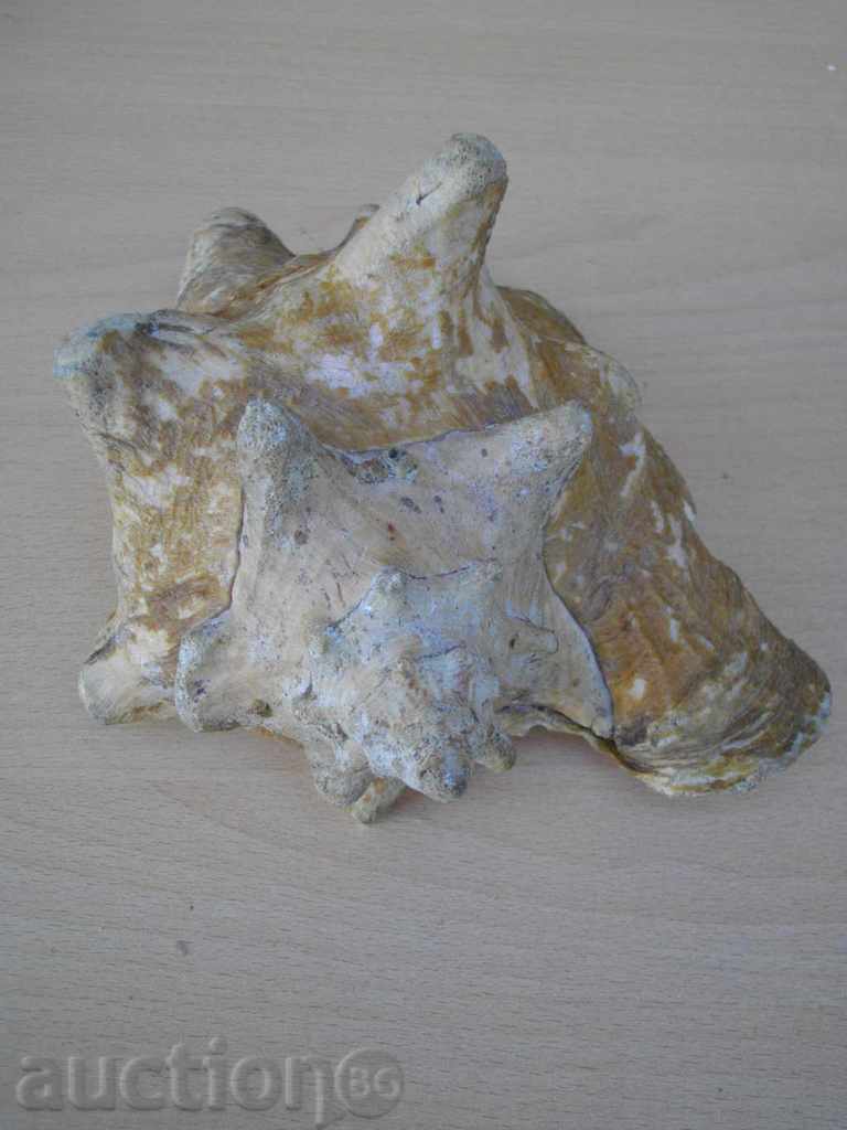 Rakovina - 3 - 7 Rakovina - 3 - 7