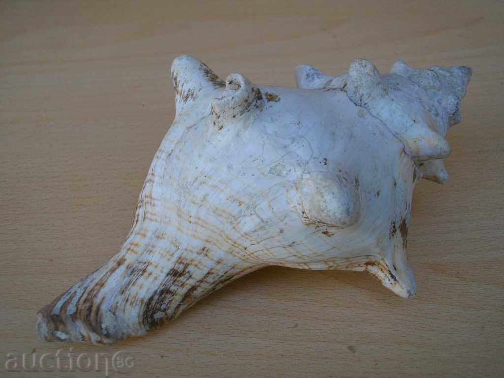 Rakovina - 4 with price 30.00 BGN | € 15.34 Rakovina - 4 with price 30.00 BGN | € 15.34