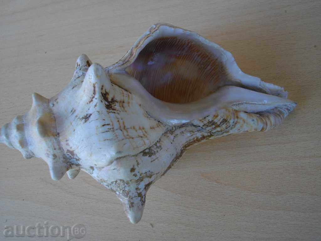 Delivery of Rakovina - 4 Delivery of Rakovina - 4