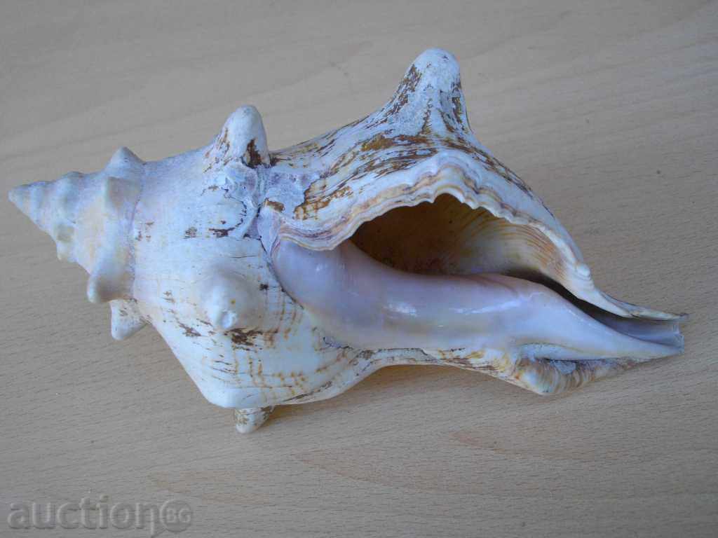 Rakovina - 4 - 5 Rakovina - 4 - 5