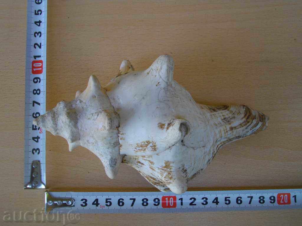 Rakovina - 4 - 6 Rakovina - 4 - 6