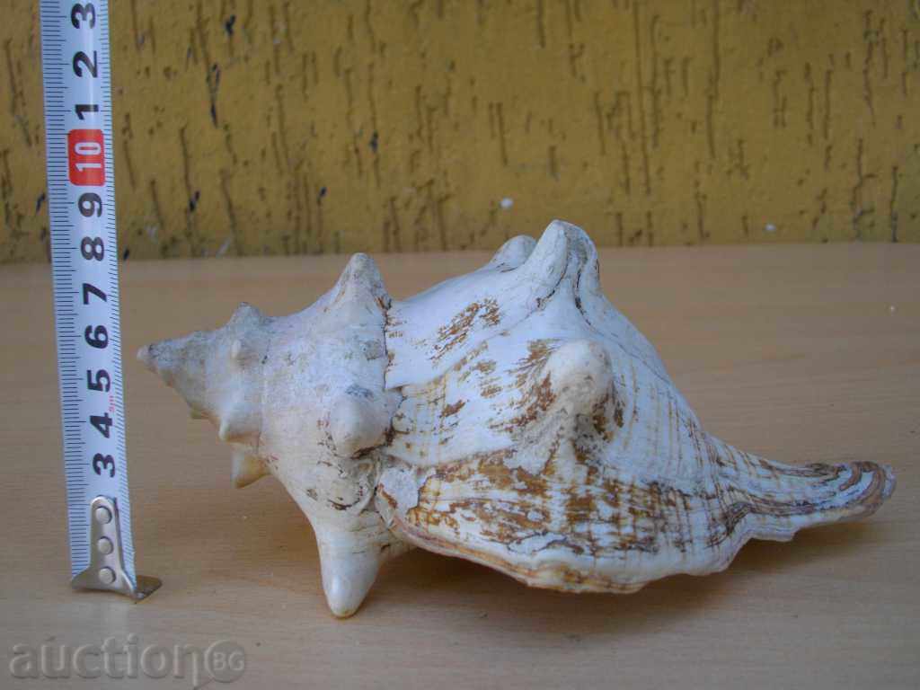 Rakovina - 4 - 7 Rakovina - 4 - 7