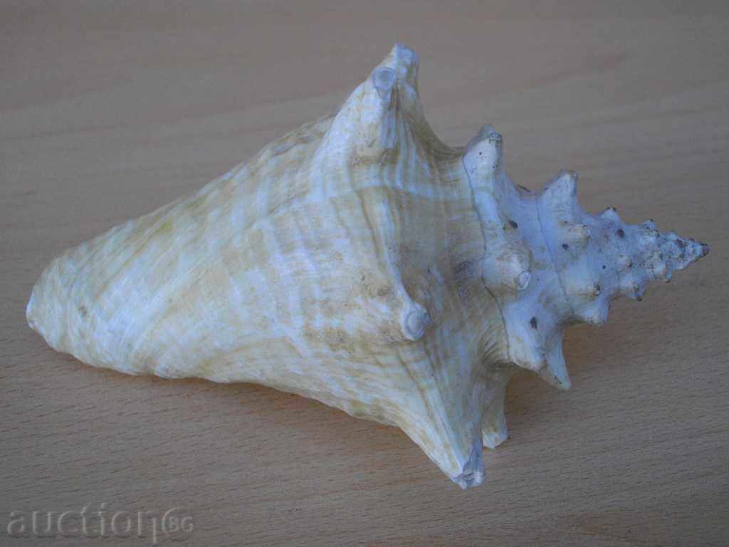 Rakovina - 6 with price 20.00 BGN | € 10.23 Rakovina - 6 with price 20.00 BGN | € 10.23