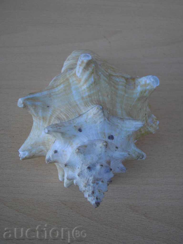 Auction Rakovina - 6 Auction Rakovina - 6