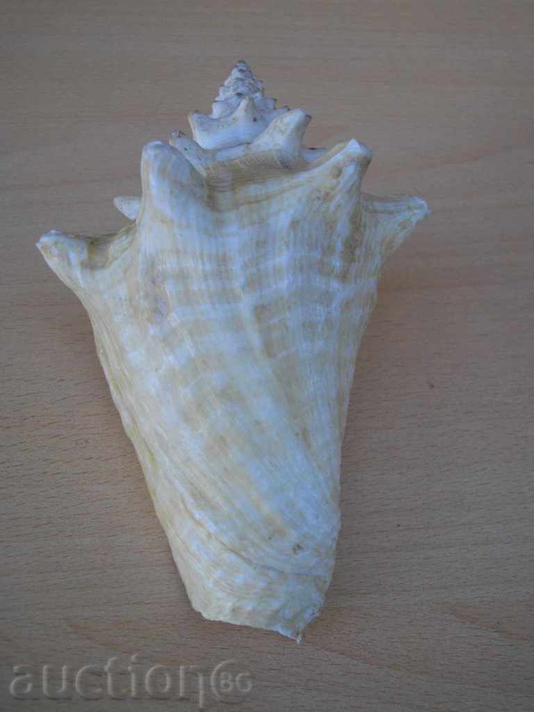 Delivery of Rakovina - 6 Delivery of Rakovina - 6