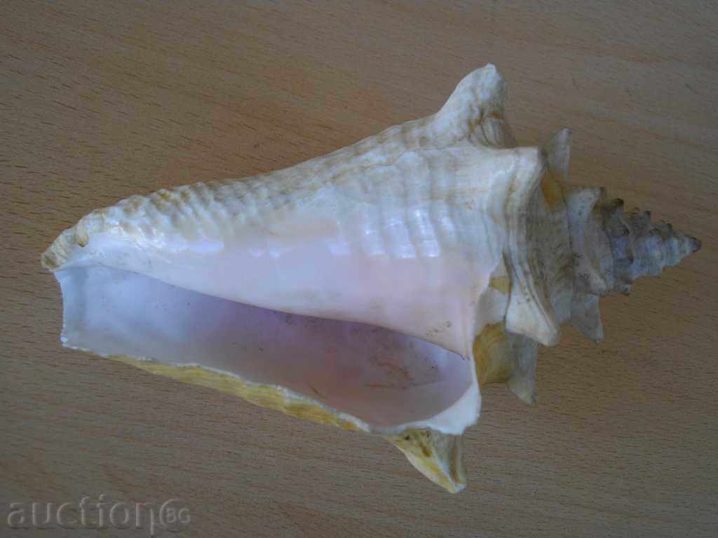 Rakovina - 6 - 5 Rakovina - 6 - 5