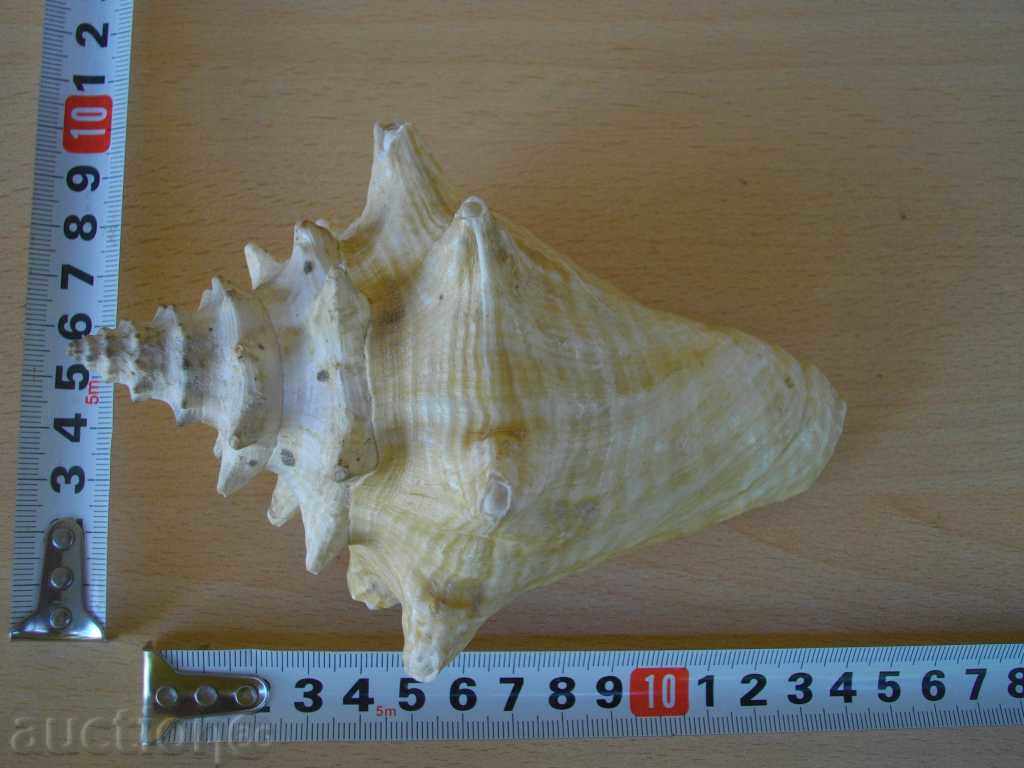 Rakovina - 6 - 6 Rakovina - 6 - 6