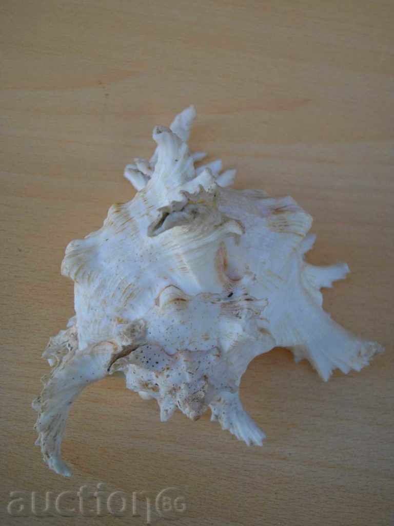 Auction Rakovina - 7 Auction Rakovina - 7