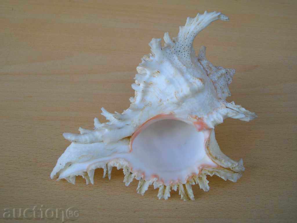 Rakovina - 7 - 5 Rakovina - 7 - 5