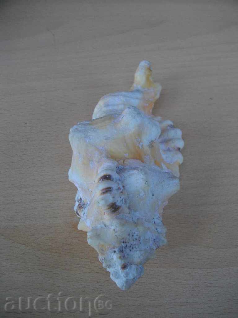 Rakovina - 9 with price 20.00 BGN | € 10.23 Rakovina - 9 with price 20.00 BGN | € 10.23