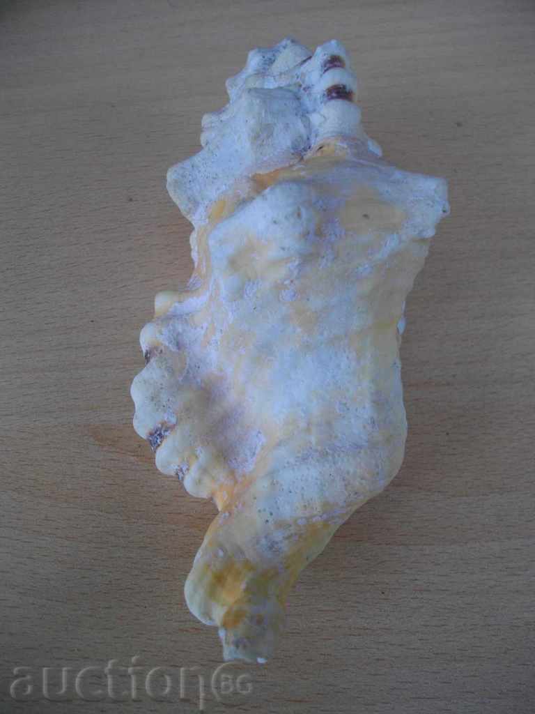 Auction Rakovina - 9 Auction Rakovina - 9