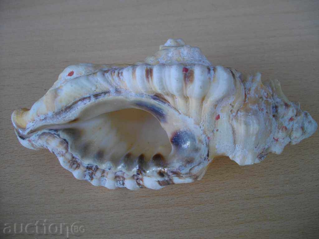 Delivery of Rakovina - 9 Delivery of Rakovina - 9