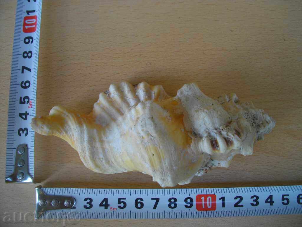 Rakovina - 9 - 5 Rakovina - 9 - 5