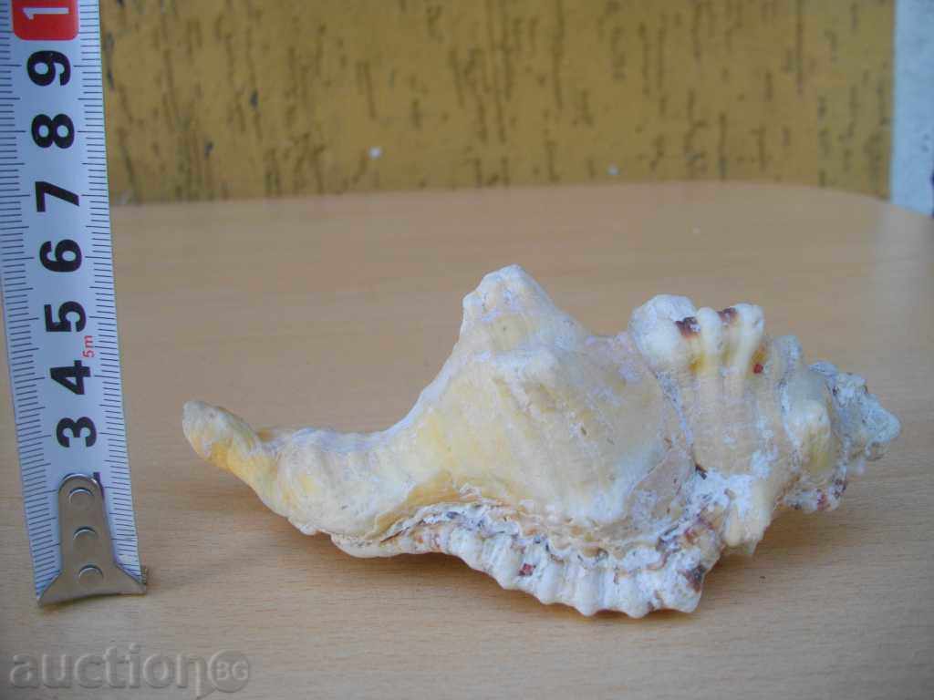 Rakovina - 9 - 6 Rakovina - 9 - 6