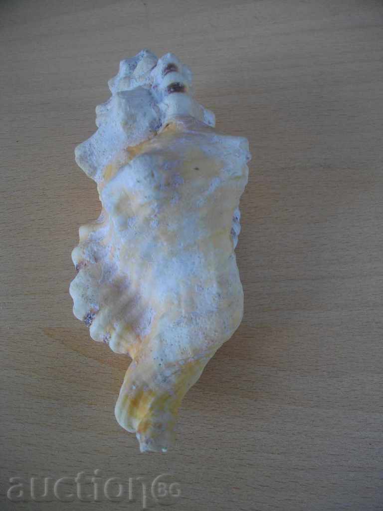 Rakovina - 9 - 7 Rakovina - 9 - 7