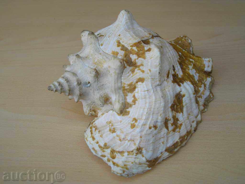 Rakovina - 11 with price 80.00 BGN | € 40.90 Rakovina - 11 with price 80.00 BGN | € 40.90