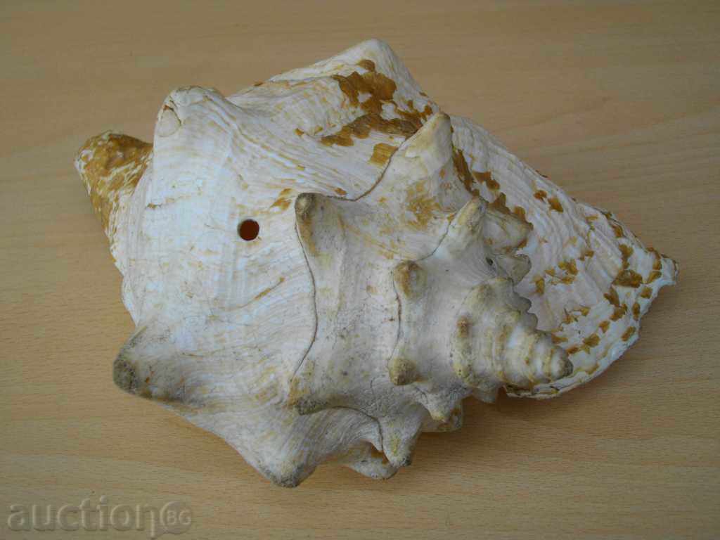 Auction Rakovina - 11 Auction Rakovina - 11