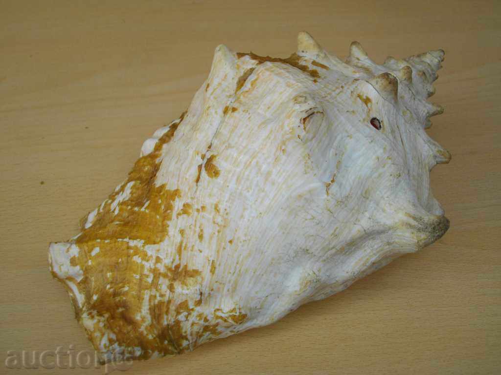 Delivery of Rakovina - 11 Delivery of Rakovina - 11