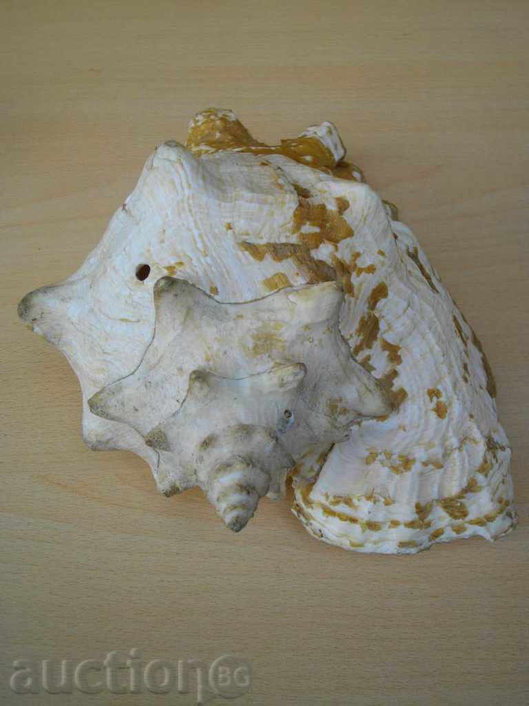 Rakovina - 11 - 5 Rakovina - 11 - 5