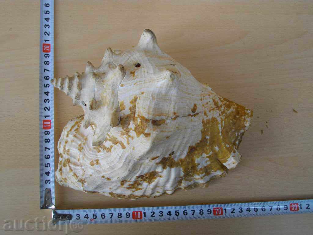 Rakovina - 11 - 6 Rakovina - 11 - 6