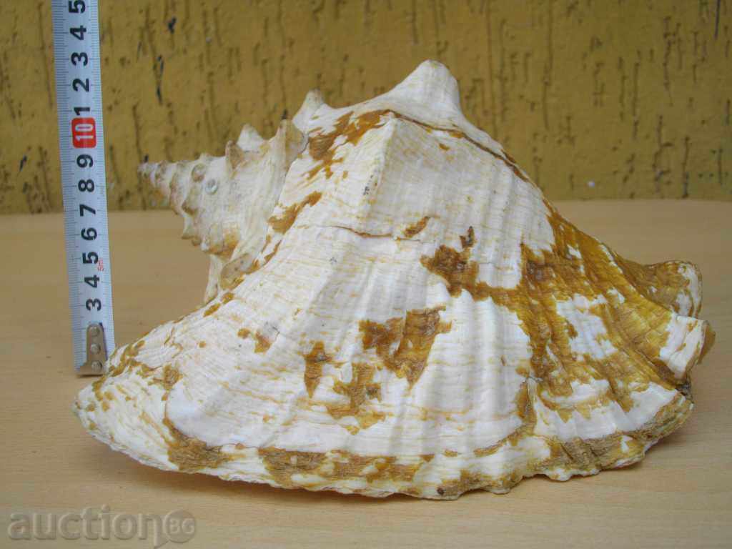 Rakovina - 11 - 7 Rakovina - 11 - 7