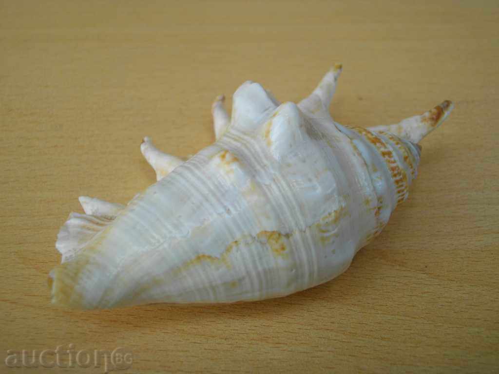 Rakovina - 12 with price 15.00 BGN | € 7.67 Rakovina - 12 with price 15.00 BGN | € 7.67