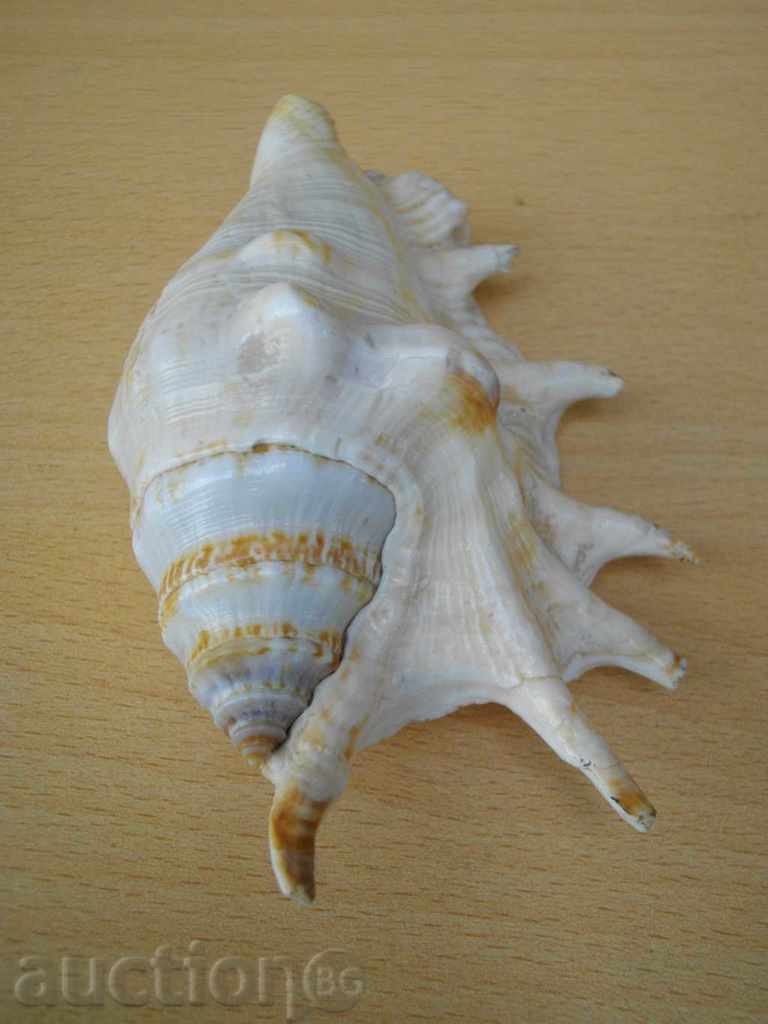 Auction Rakovina - 12 Auction Rakovina - 12