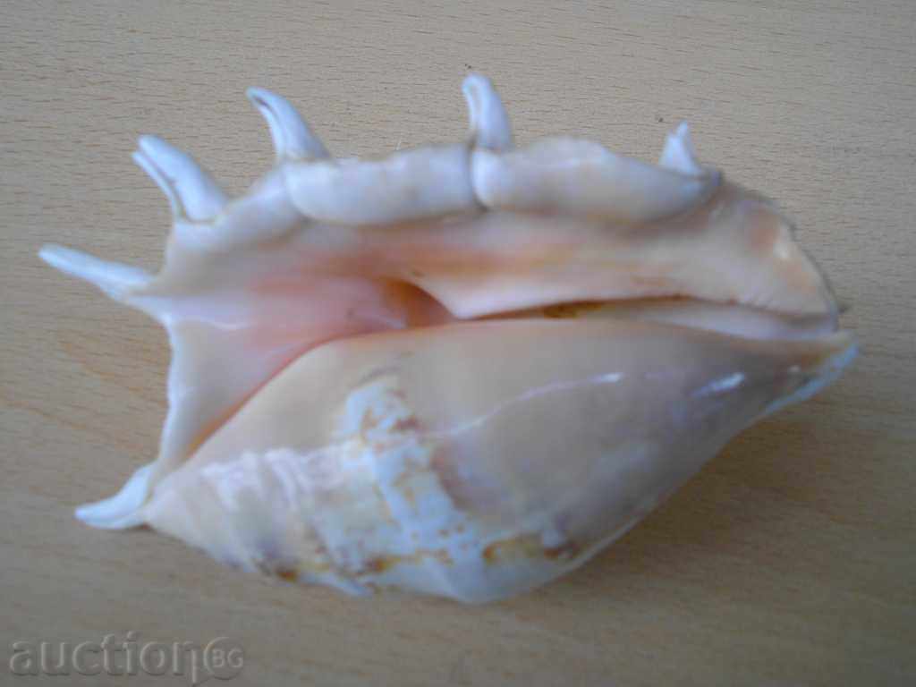 Delivery of Rakovina - 12 Delivery of Rakovina - 12