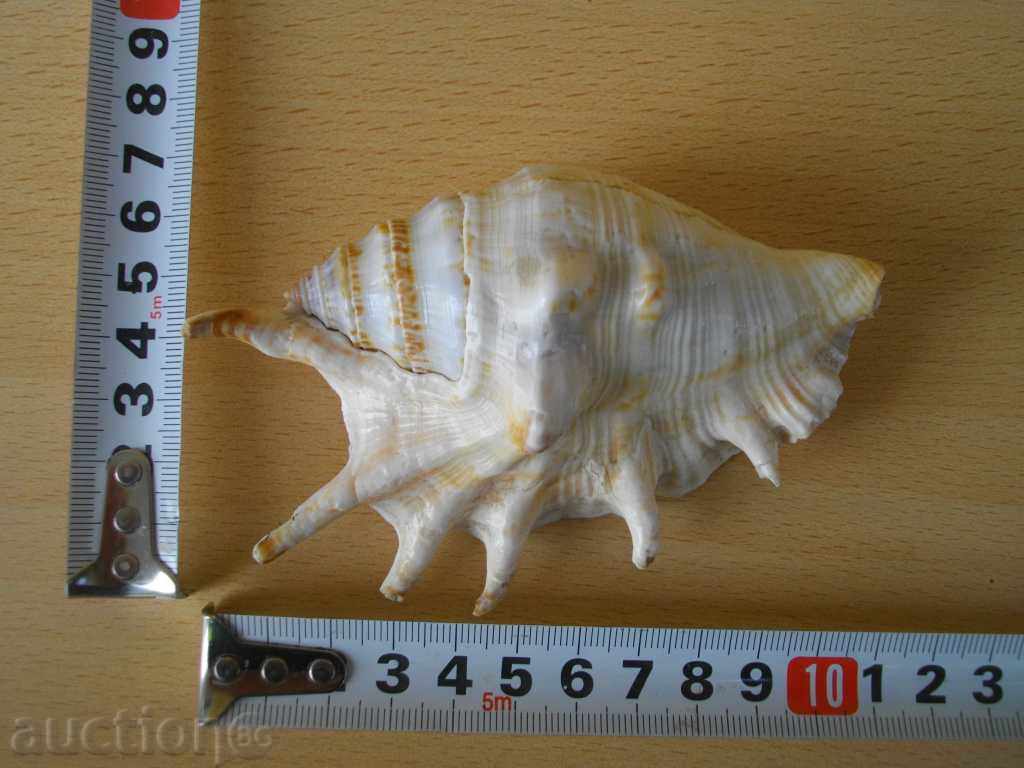 Rakovina - 12 - 5 Rakovina - 12 - 5