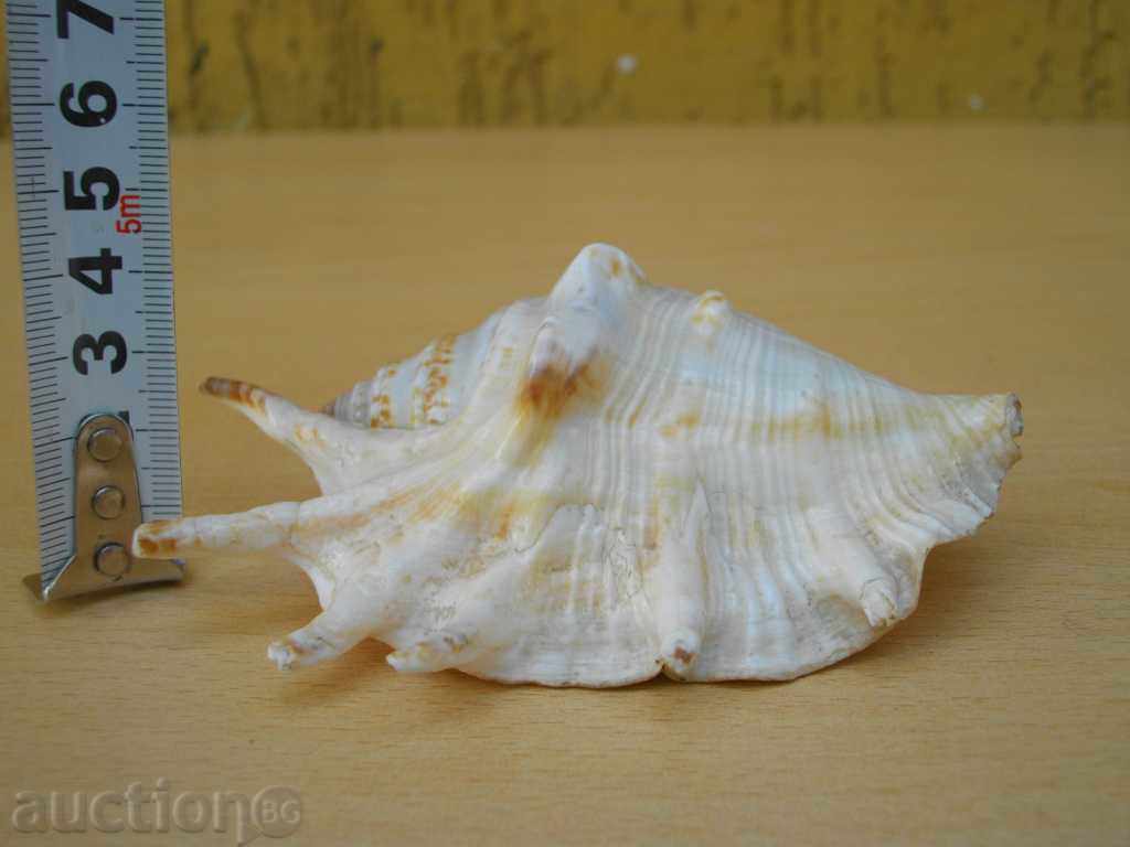 Rakovina - 12 - 6 Rakovina - 12 - 6