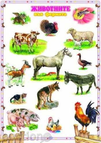 Panel - Τα ζώα στο αγρόκτημα