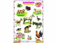 Dashboard - The animals on the farm