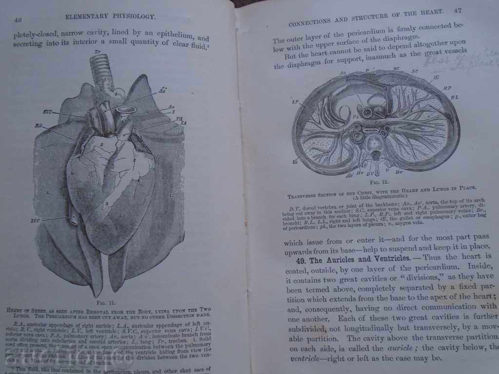 THE ELEMENTS OF PHYSIOLOGY AND HYGIENE - 1873 - 5 THE ELEMENTS OF PHYSIOLOGY AND HYGIENE - 1873 - 5