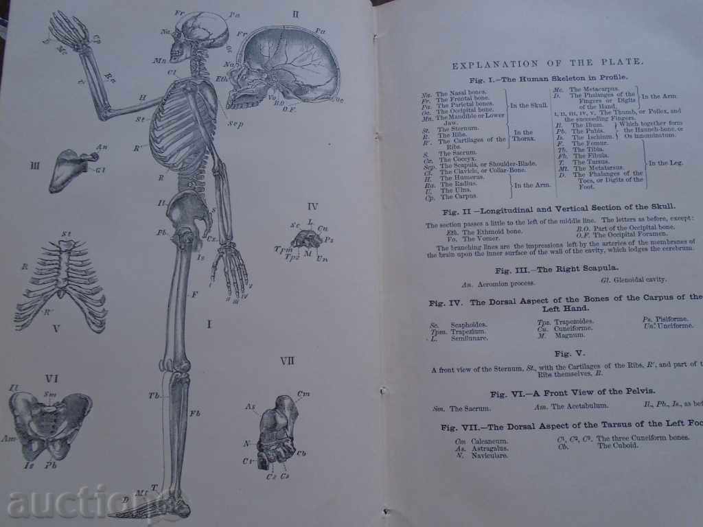 THE ELEMENTS OF PHYSIOLOGY AND HYGIENE - 1873 - 6 THE ELEMENTS OF PHYSIOLOGY AND HYGIENE - 1873 - 6