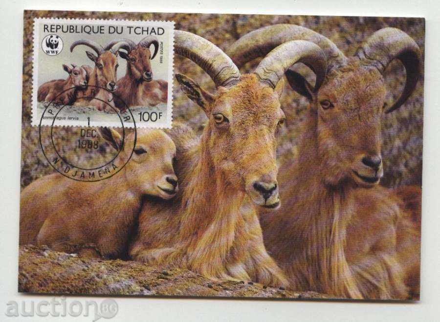 Κάρτες μέγιστη muflons (KM) WWF το 1988 από το Τσαντ