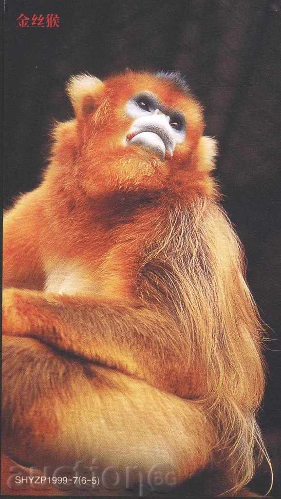 Καρτ ποστάλ Πίθηκος 1999 με αρχική επωνυμία στην Κίνα